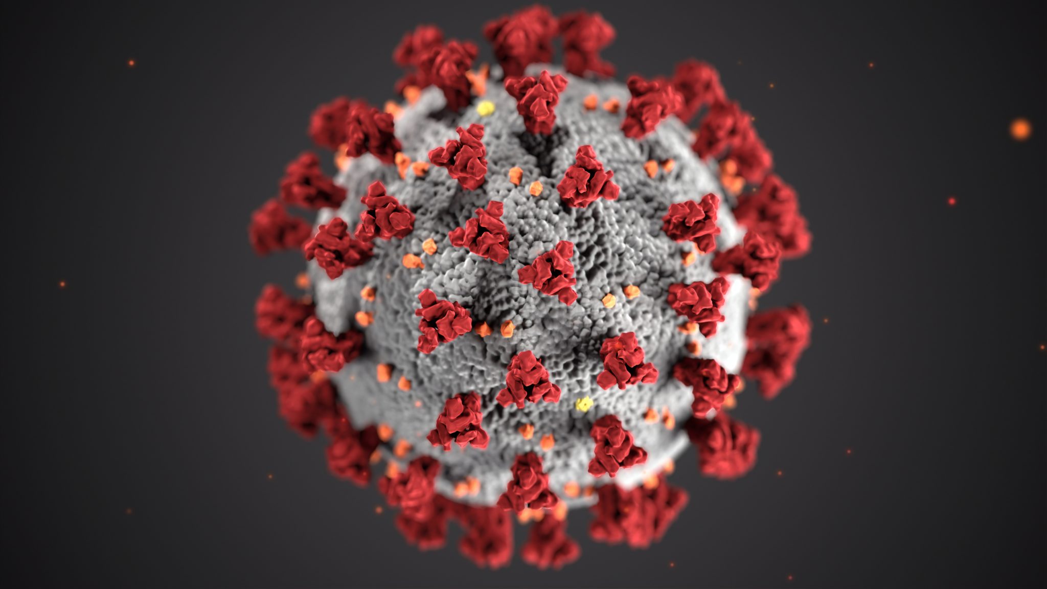 Tampa Coronavirus Update