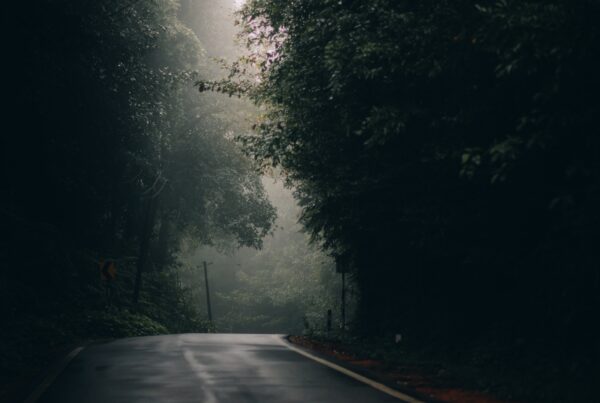Road in the forest